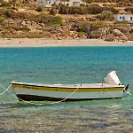 Albatros & *